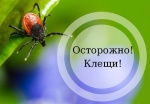 Что делать, если укусил клещ?